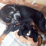 Noah con sus cachorros