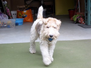 Jugando Nala jugando